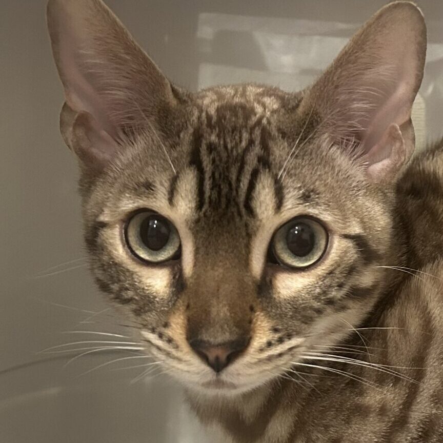 グレくん | こころみたす ペット思い出セレモニー