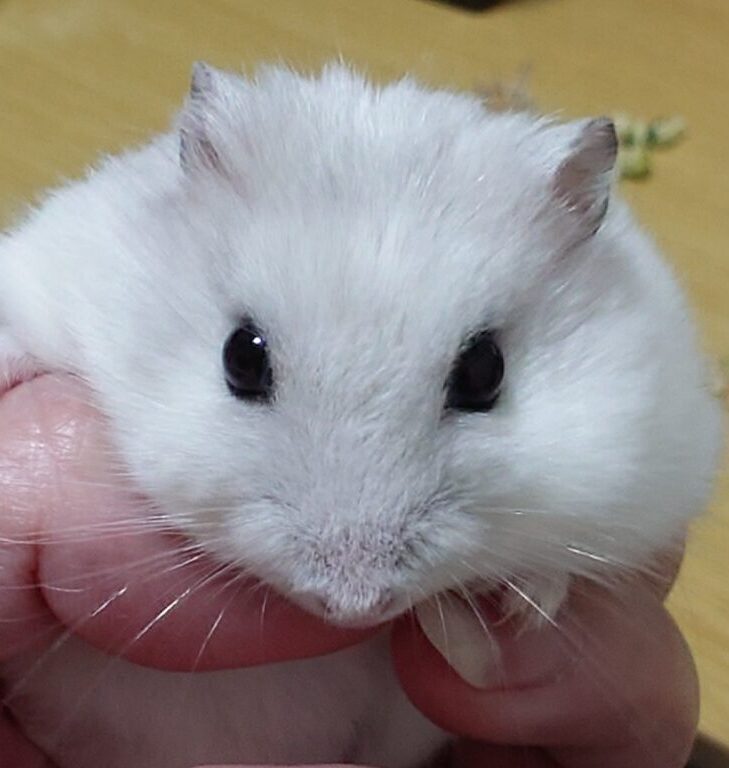 こころみたすペット思い出セレモニーにて葬儀したペットちゃん | ももちゃん