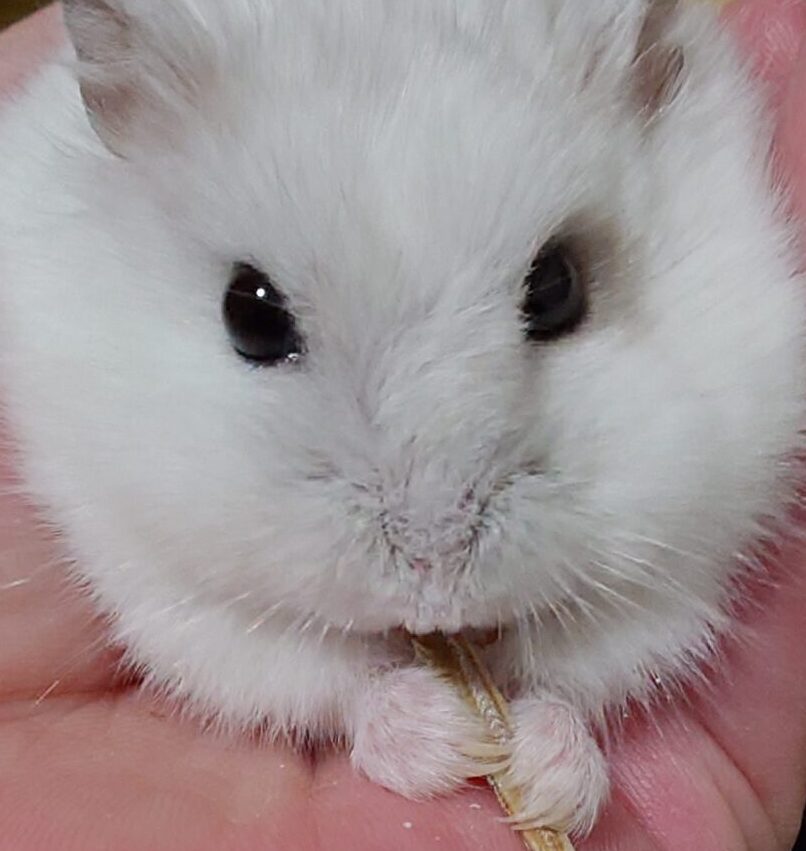 こころみたすペット思い出セレモニーにて葬儀したペットちゃん | りんくん