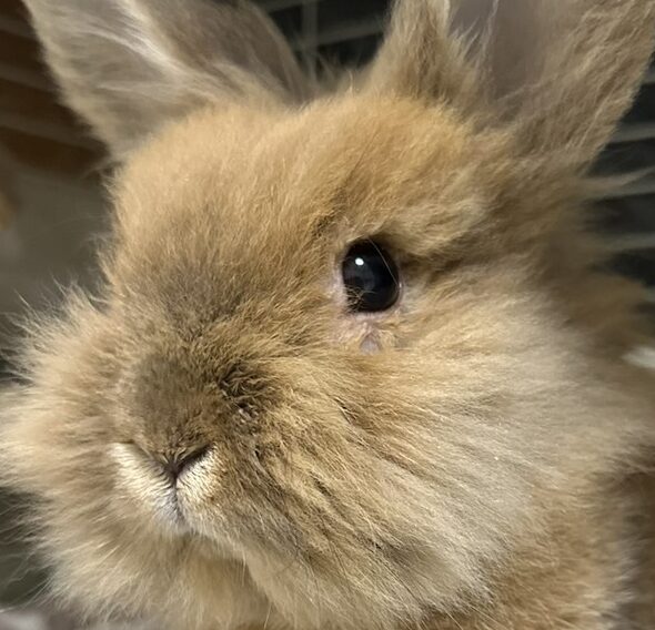 こころみたすペット思い出セレモニーにて葬儀したペットちゃん | もちゃくん