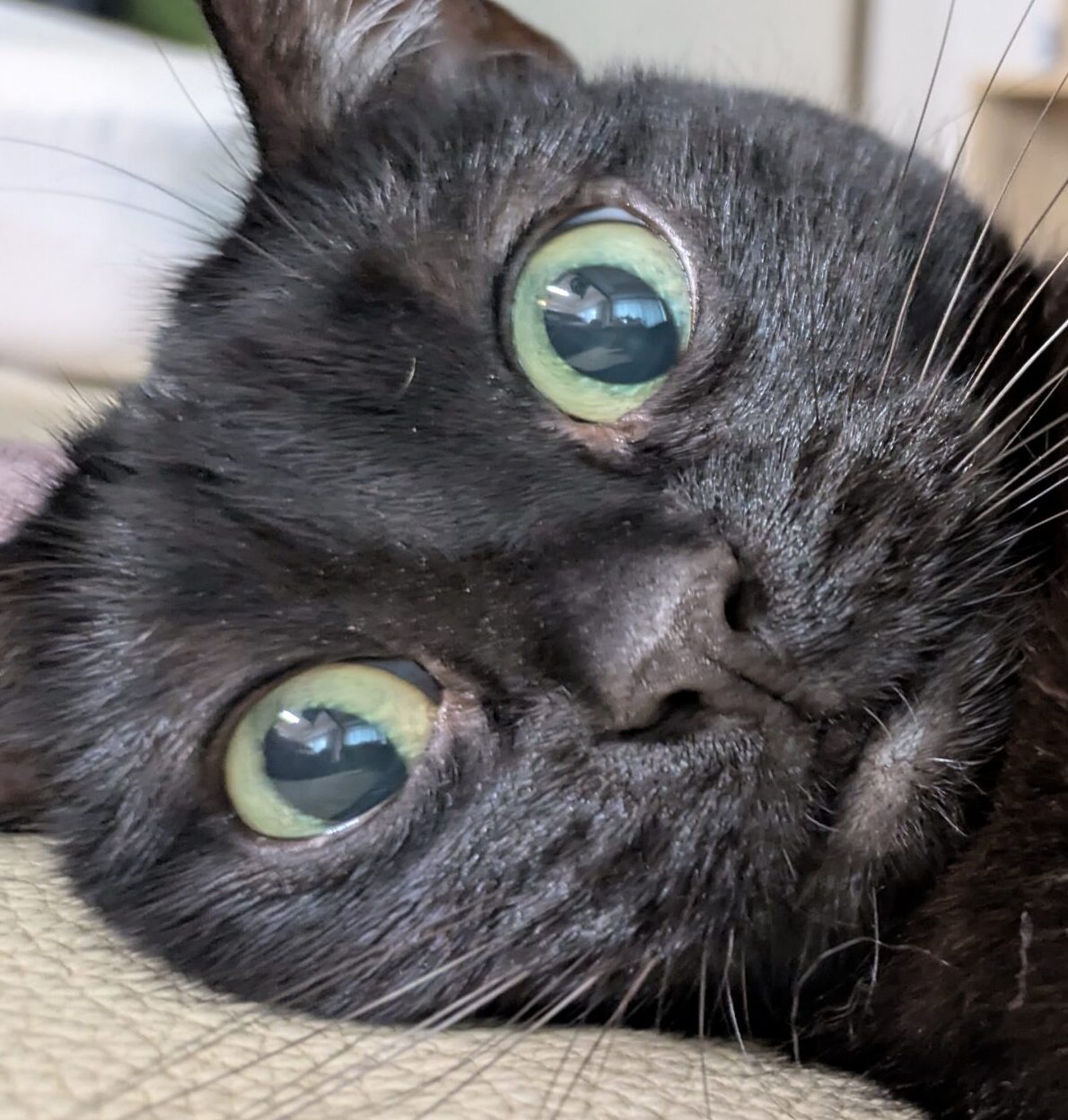 コロくん | こころみたす ペット思い出セレモニー