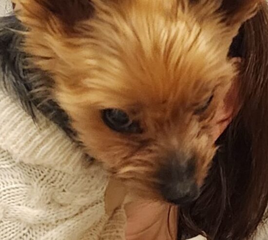 ナオちゃん | こころみたす ペット思い出セレモニー