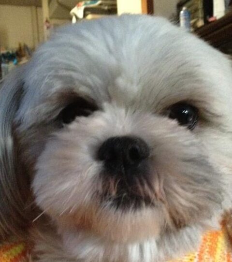 こころみたすペット思い出セレモニーにて葬儀したペットちゃん | ラッキーちゃん