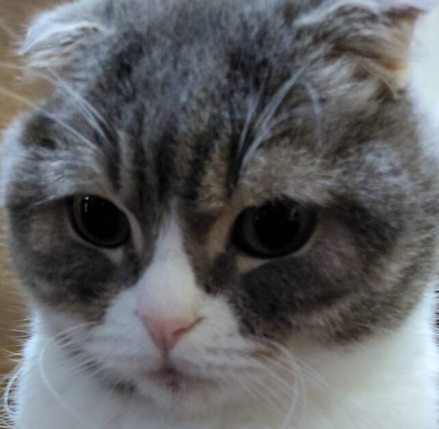 そらくん | こころみたす ペット思い出セレモニー