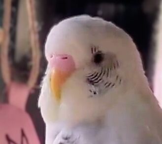 こころみたすペット思い出セレモニーにて葬儀したペットちゃん | ハクくん