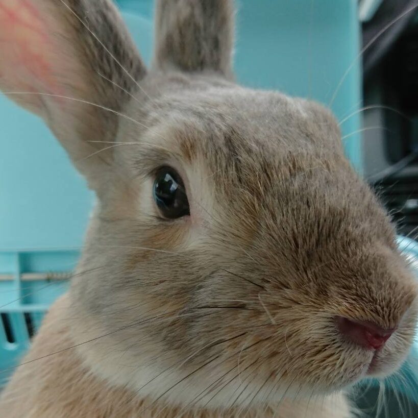 こころみたすペット思い出セレモニーにて葬儀したペットちゃん | モグくん