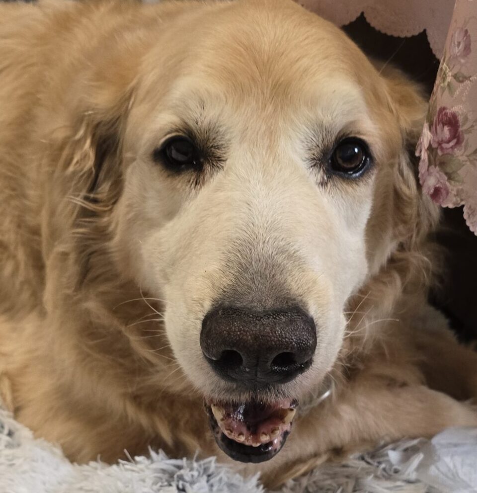 こころみたすペット思い出セレモニーにて葬儀したペットちゃん | 空知くん