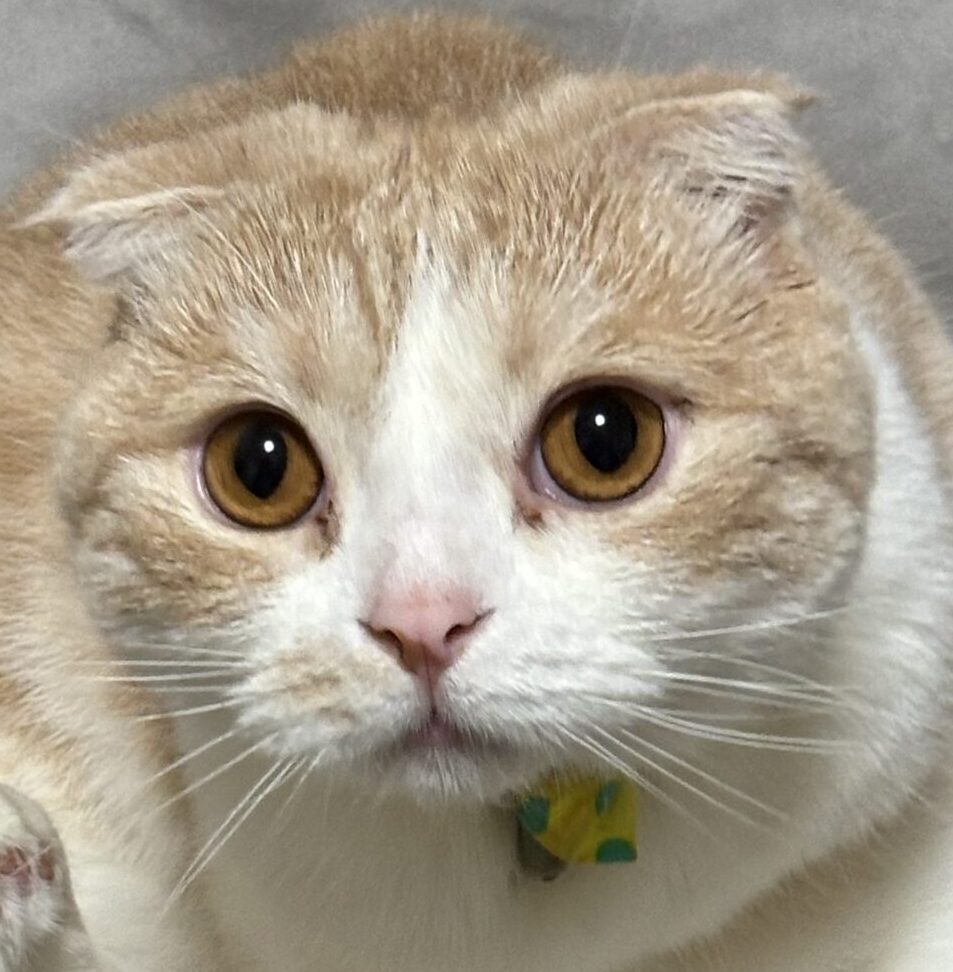 虎太郎くん | こころみたす ペット思い出セレモニー