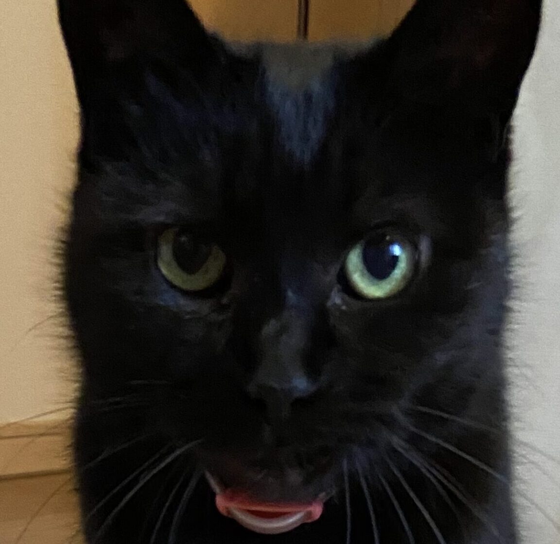 いっちゃん | こころみたす ペット思い出セレモニー