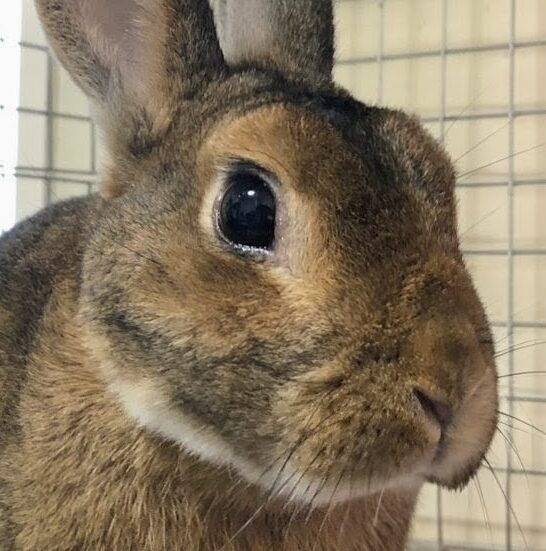 こころみたすペット思い出セレモニーにて葬儀したペットちゃん | 赤兎くん