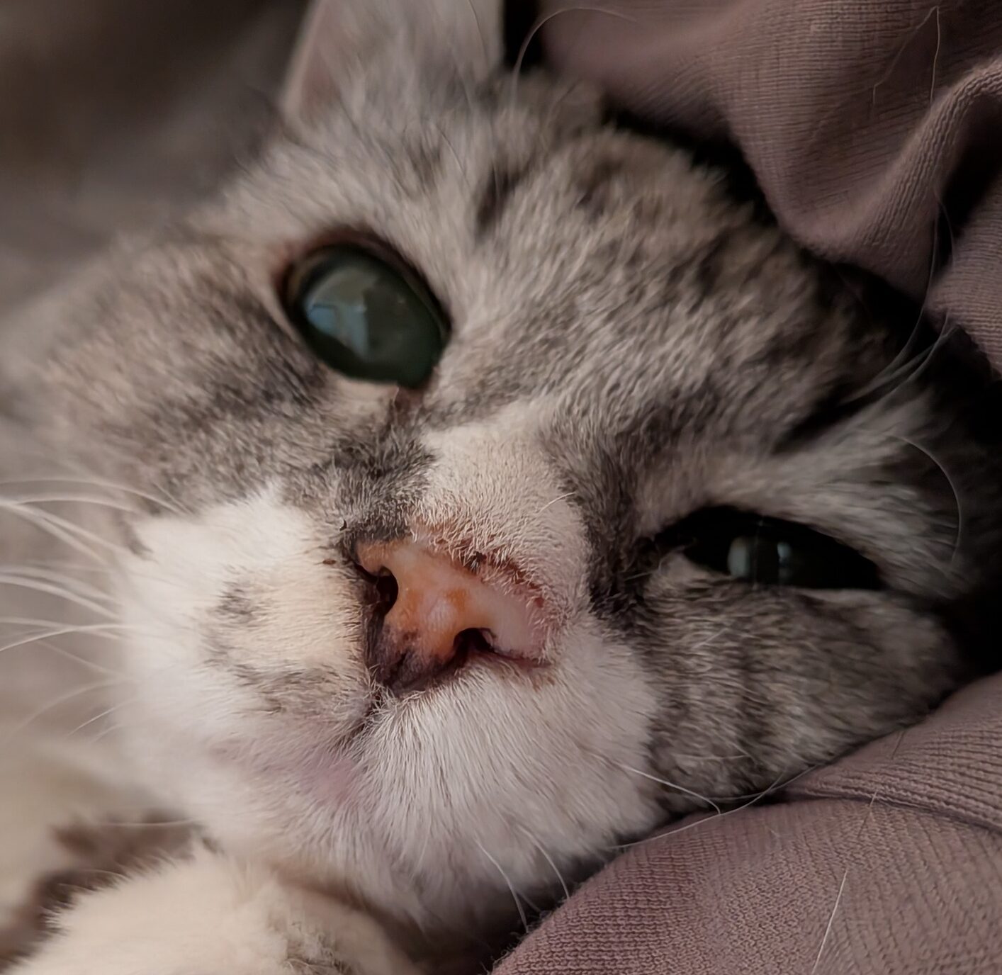 こころみたすペット思い出セレモニーにて葬儀したペットちゃん | ベリーちゃん