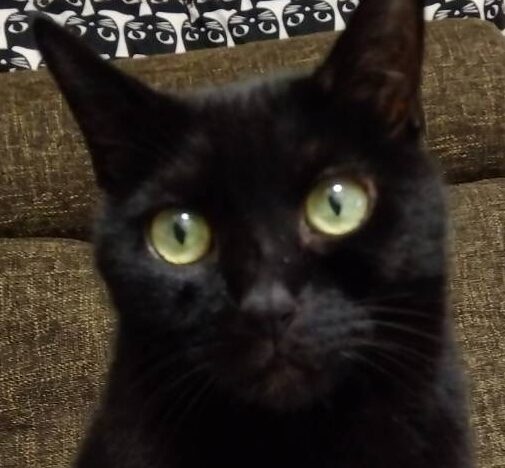 ごまちゃん | こころみたす ペット思い出セレモニー