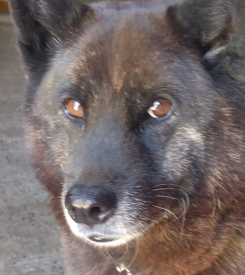 虎虎ちゃん | こころみたす ペット思い出セレモニー