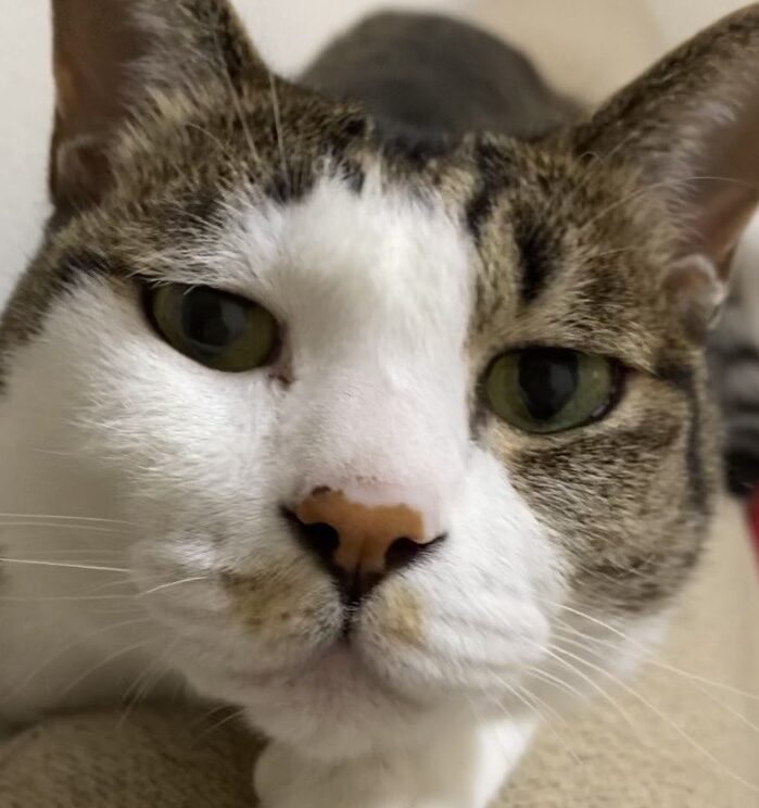 こころみたすペット思い出セレモニーにて葬儀したペットちゃん | キタロウくん