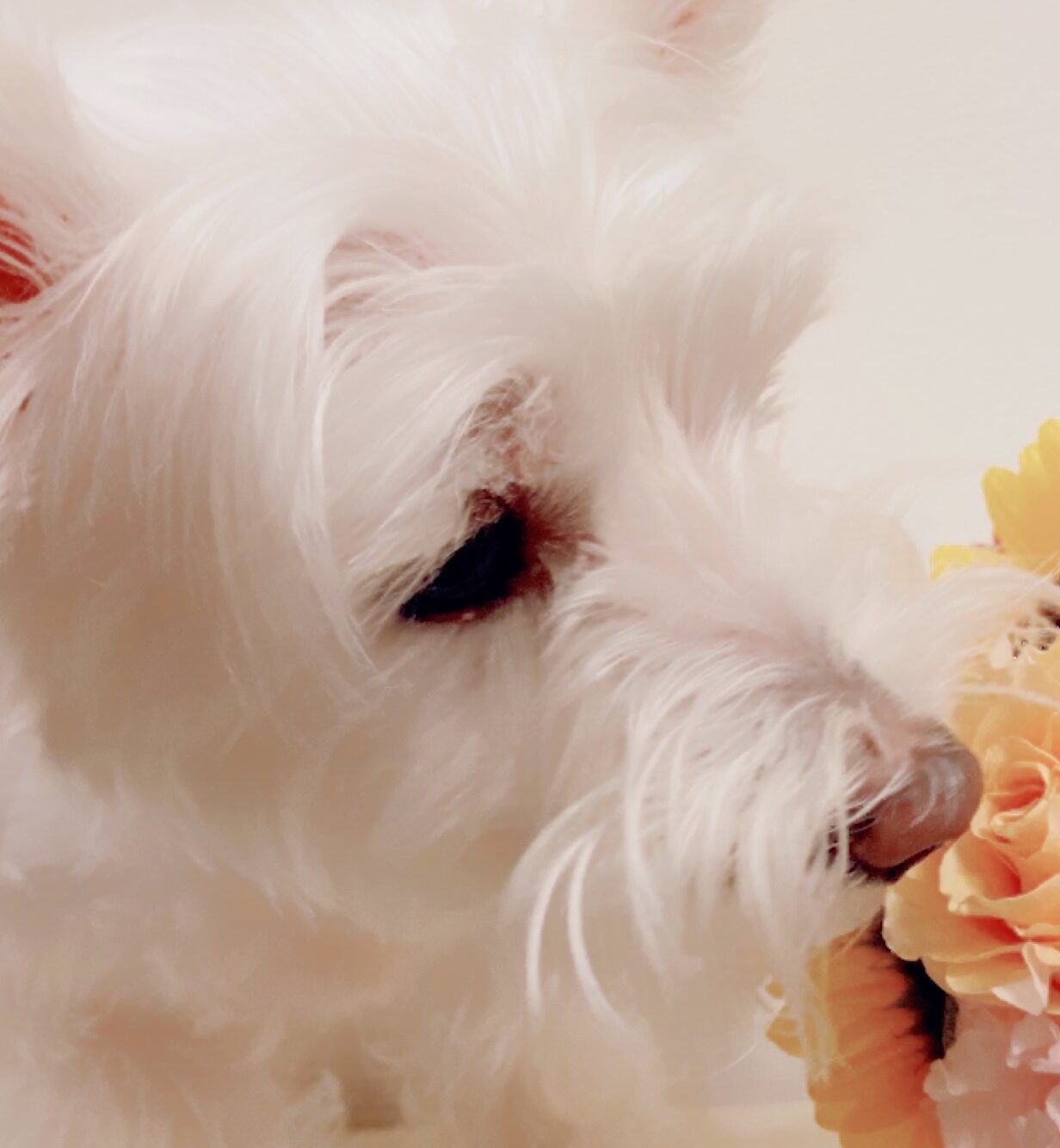 こころみたすペット思い出セレモニーにて葬儀したペットちゃん | 葉音ちゃん