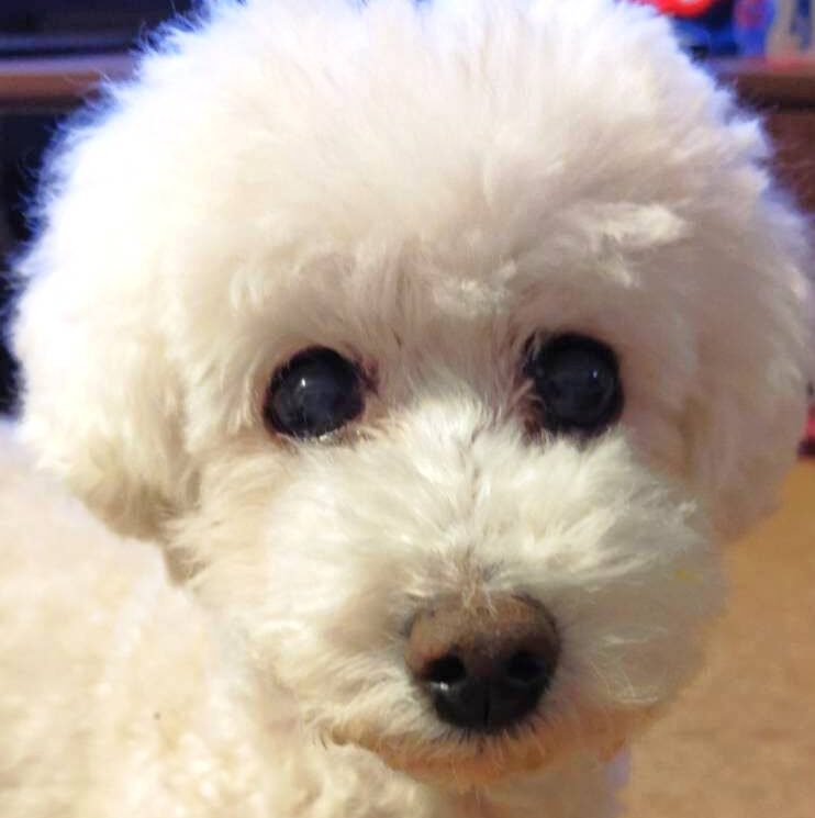 こころみたすペット思い出セレモニーにて葬儀したペットちゃん | ららちゃん