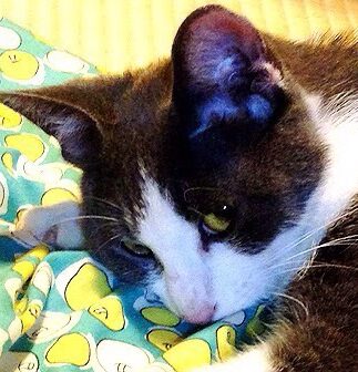 こころみたすペット思い出セレモニーにて葬儀したペットちゃん | 小鉄ちゃん