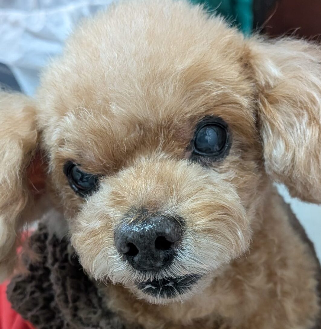 福太郎くん | こころみたす ペット思い出セレモニー