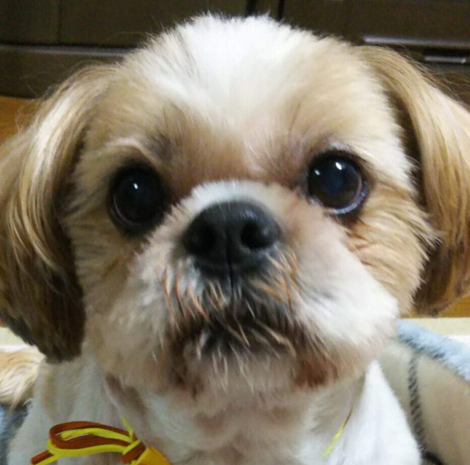 こころみたすペット思い出セレモニーにて葬儀したペットちゃん | けん太くん