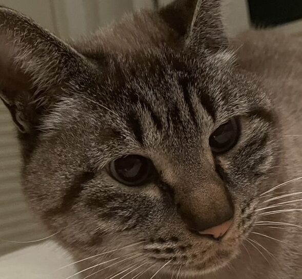 こころみたすペット思い出セレモニーにて葬儀したペットちゃん | タケシくん