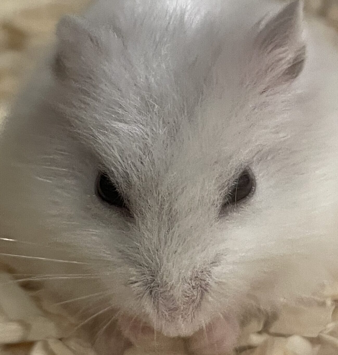 こころみたすペット思い出セレモニーにて葬儀したペットちゃん | おもちくん