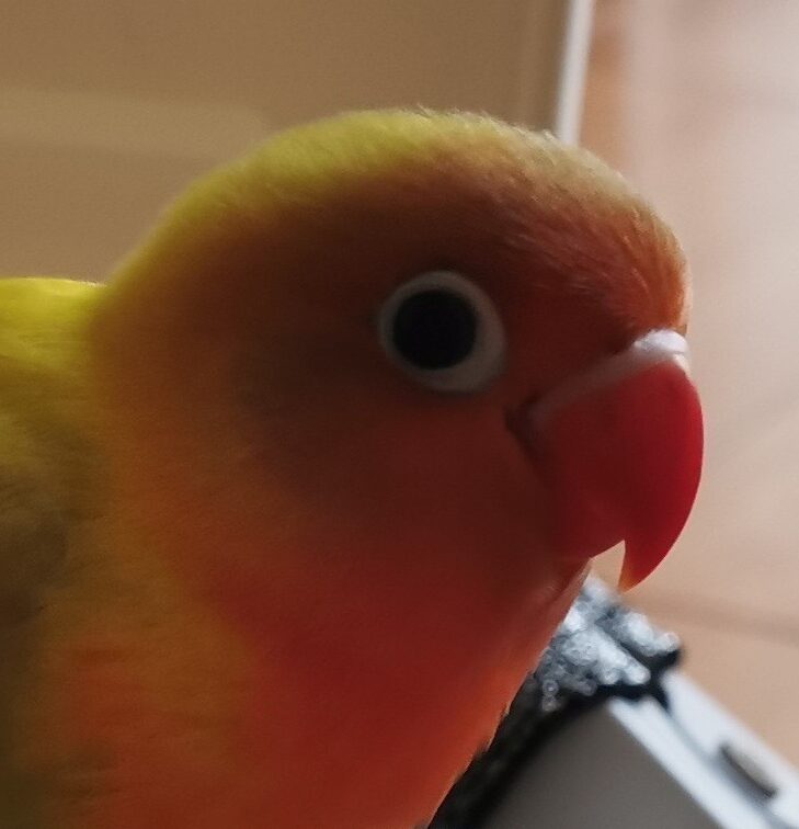 こころみたすペット思い出セレモニーにて葬儀したペットちゃん | ポポちゃん