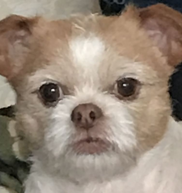 こころみたすペット思い出セレモニーにて葬儀したペットちゃん | 夏ちゃん