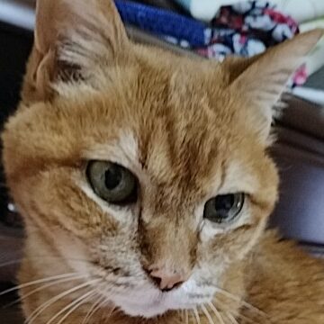 凛ちゃん | こころみたす ペット思い出セレモニー