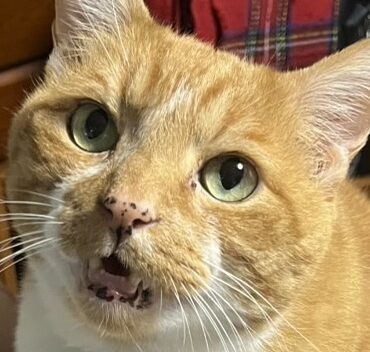 チョコくん | こころみたす ペット思い出セレモニー