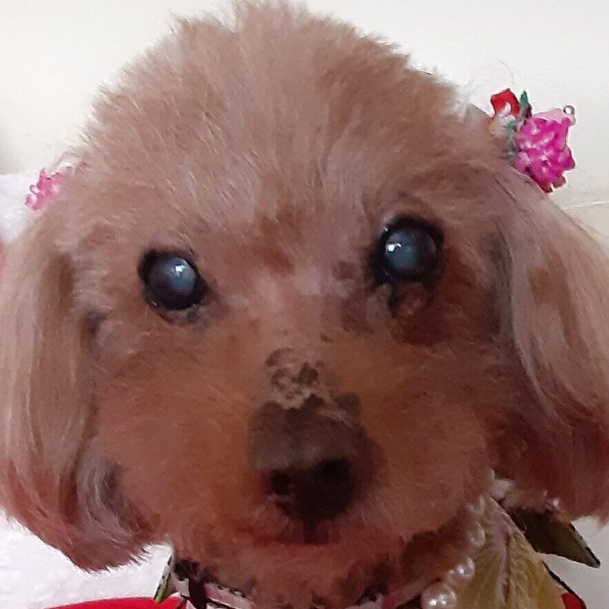 こころみたすペット思い出セレモニーにて葬儀したペットちゃん | くるみちゃん