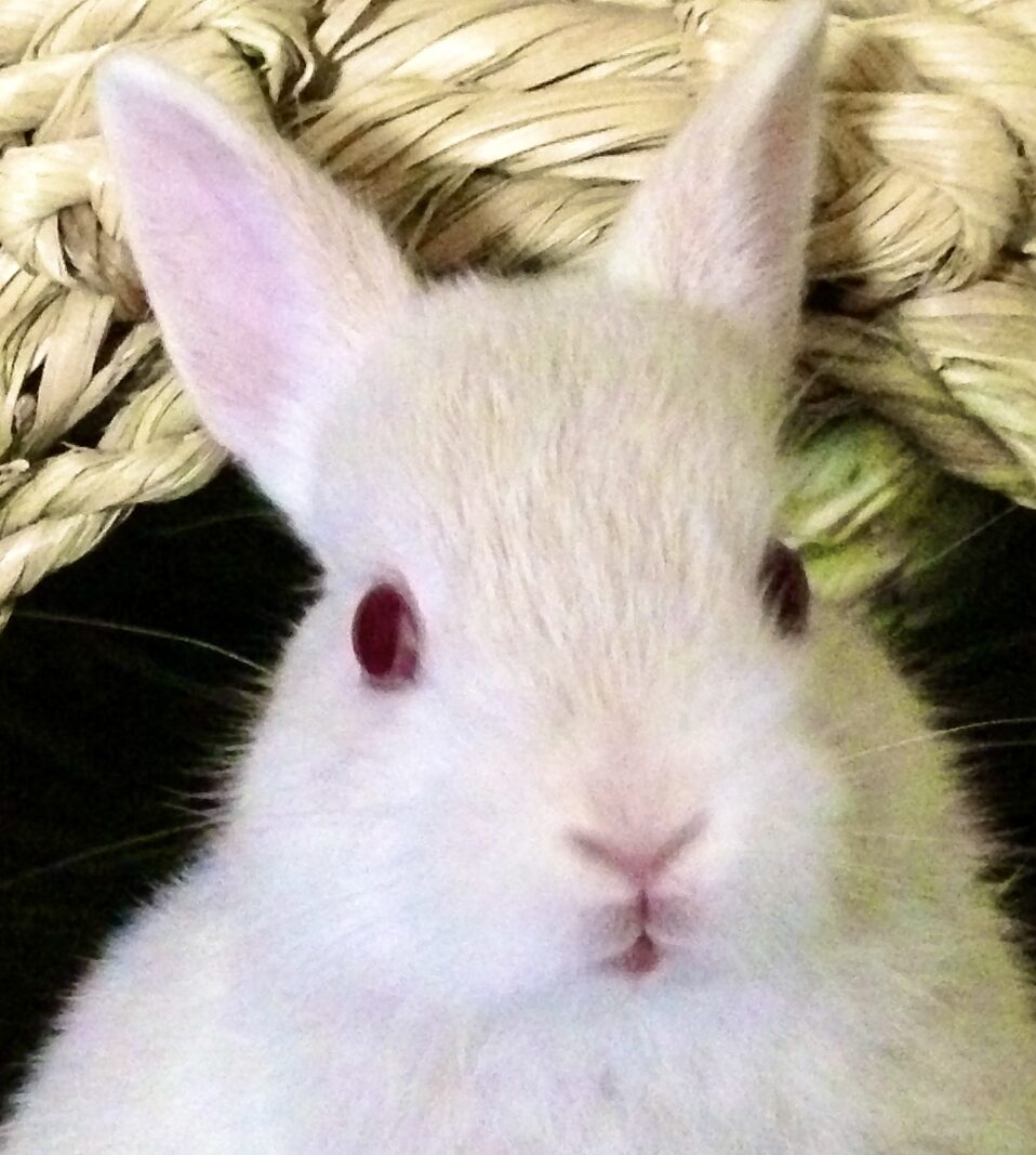 こころみたすペット思い出セレモニーにて葬儀したペットちゃん | かおるくん