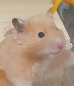 ルーナくん | こころみたす ペット思い出セレモニー