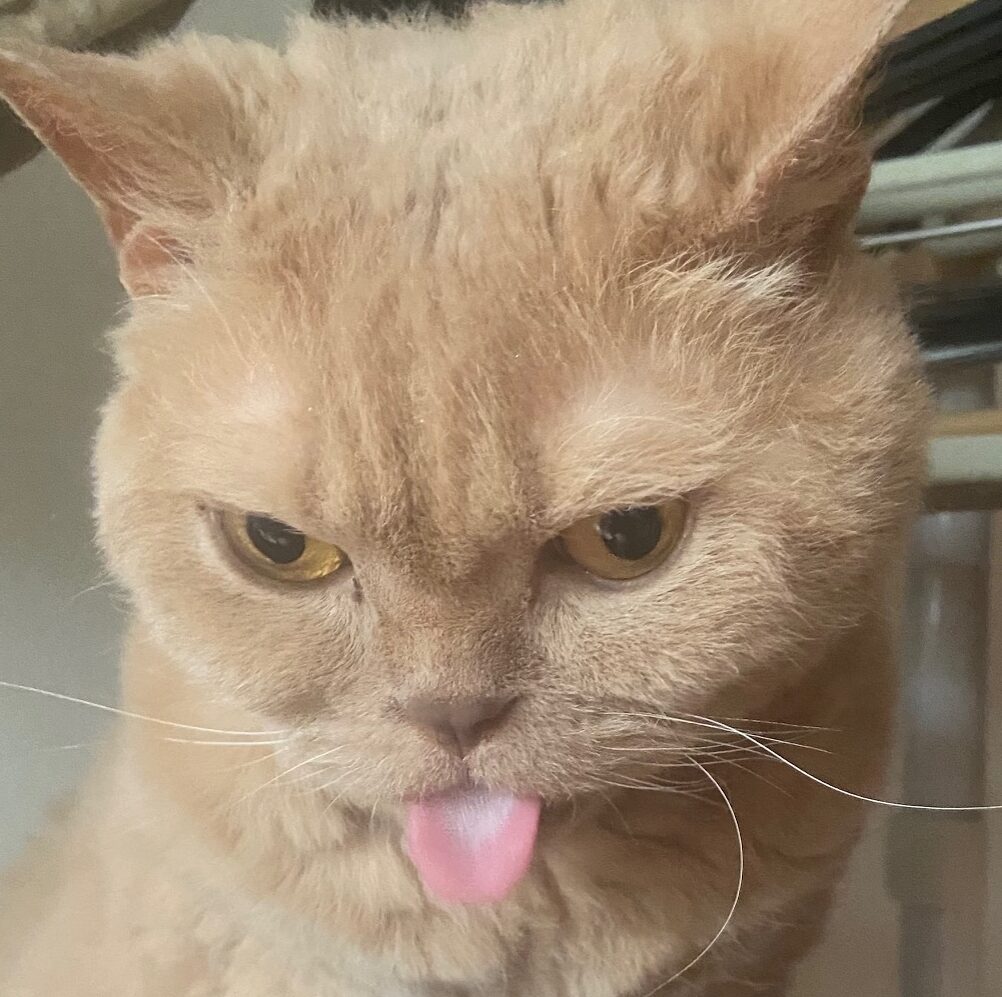 こころみたすペット思い出セレモニーにて葬儀したペットちゃん | もんくん