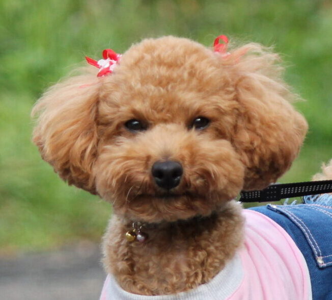 メイちゃん | こころみたす ペット思い出セレモニー