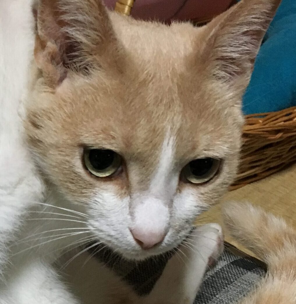 こむぎ太郎くん | こころみたす ペット思い出セレモニー