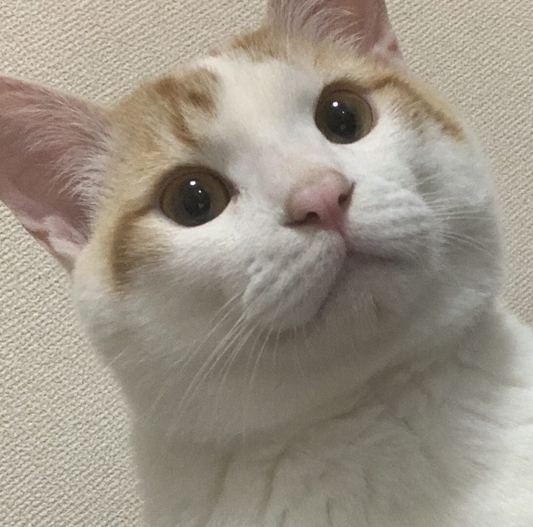 くうくん | こころみたす ペット思い出セレモニー