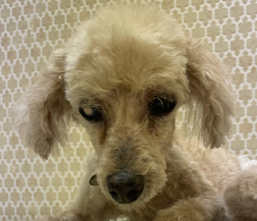 マーロちゃん | こころみたす ペット思い出セレモニー