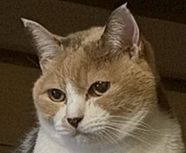 ひーちゃん | こころみたす ペット思い出セレモニー