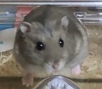 こころみたすペット思い出セレモニーにて葬儀したペットちゃん | ニンジンくん