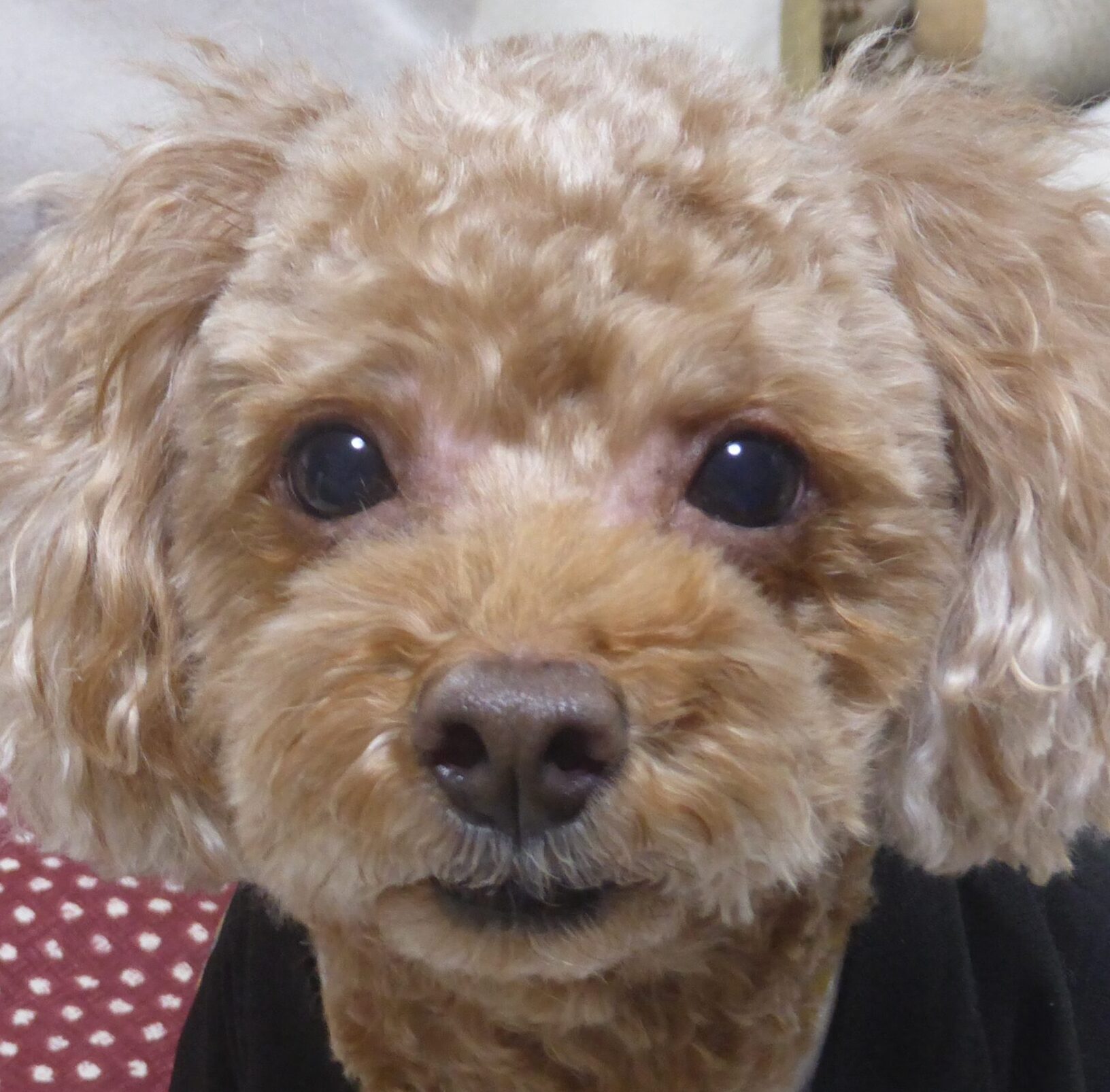 ピノくん | こころみたす ペット思い出セレモニー