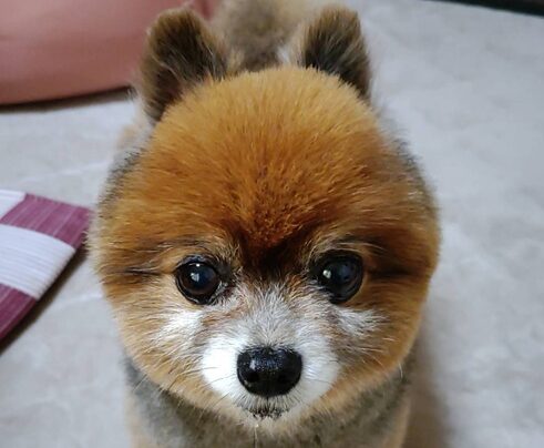 ポロンくん | こころみたす ペット思い出セレモニー