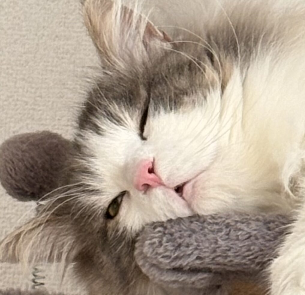 こころみたすペット思い出セレモニーにて葬儀したペットちゃん | Mollyくん