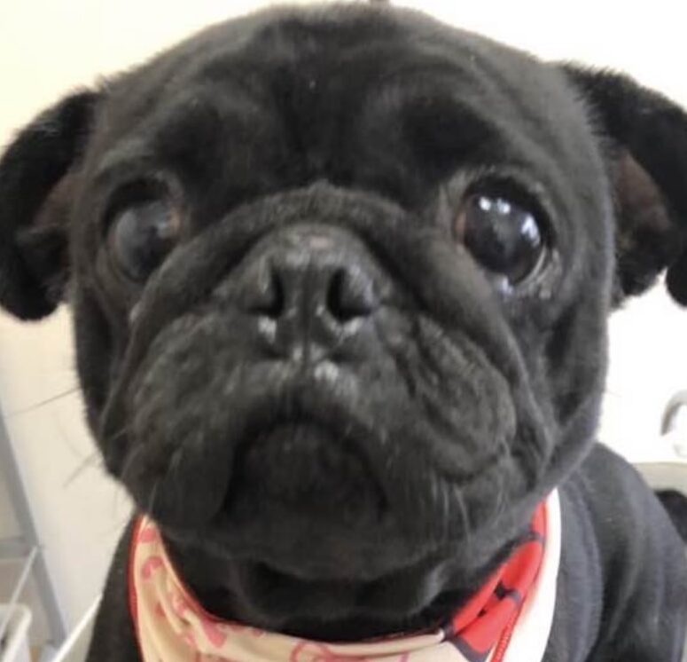 こころみたすペット思い出セレモニーにて葬儀したペットちゃん | ももちゃん