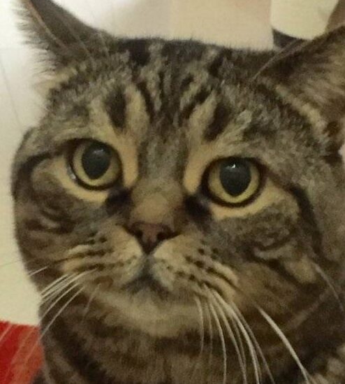 レオンくん | こころみたす ペット思い出セレモニー