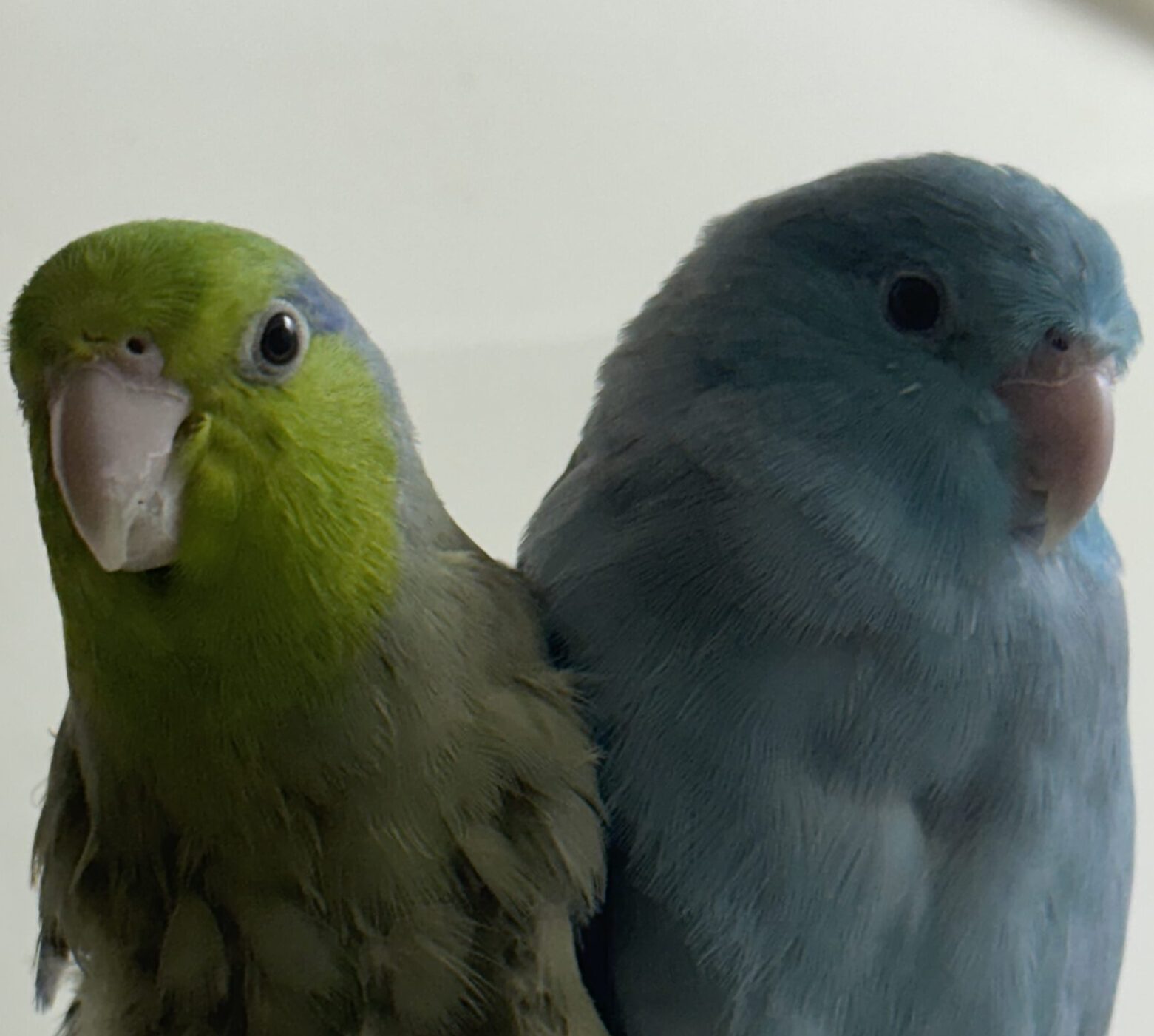 こころみたすペット思い出セレモニーにて葬儀したペットちゃん | ちーちゃん