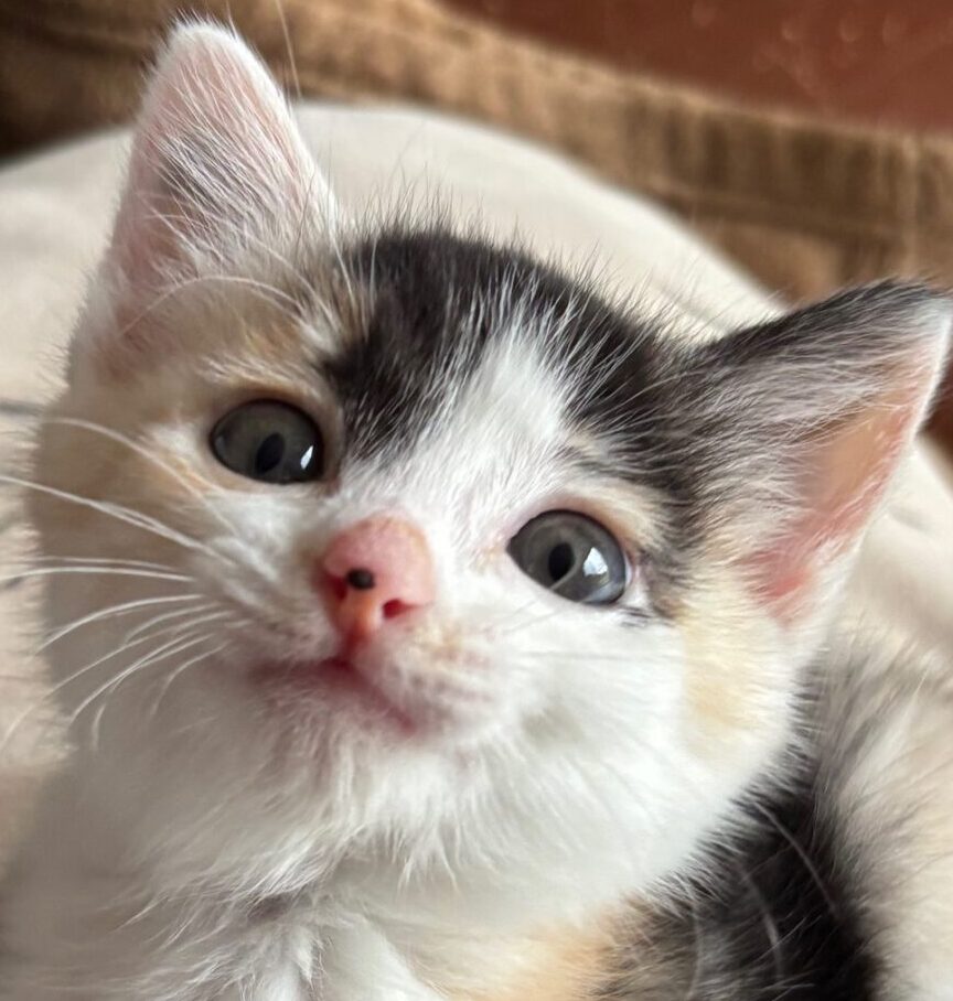 ルイちゃん | こころみたす ペット思い出セレモニー