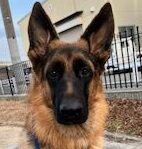 レックスくん | こころみたす ペット思い出セレモニー