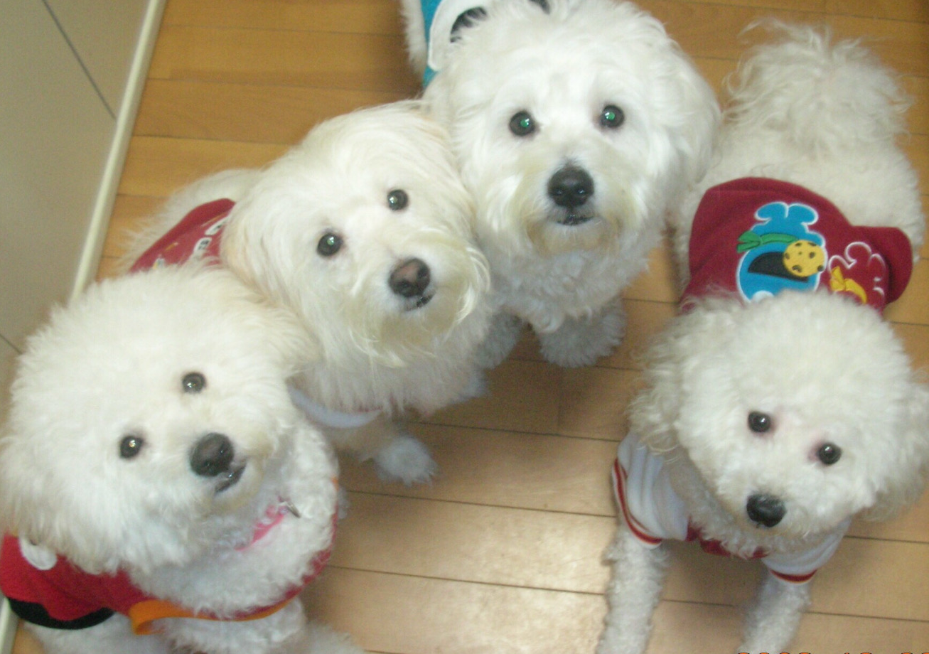 こころみたすペット思い出セレモニーにて葬儀したペットちゃん | チャミーちゃん