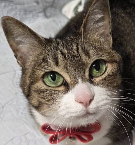 チコちゃん | こころみたす ペット思い出セレモニー