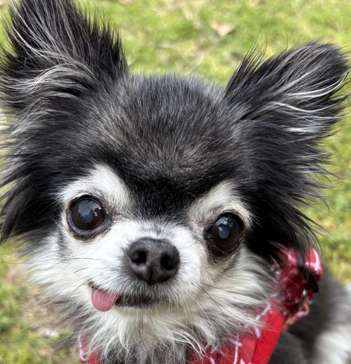 こころみたすペット思い出セレモニーにて葬儀したペットちゃん | コロンちゃん